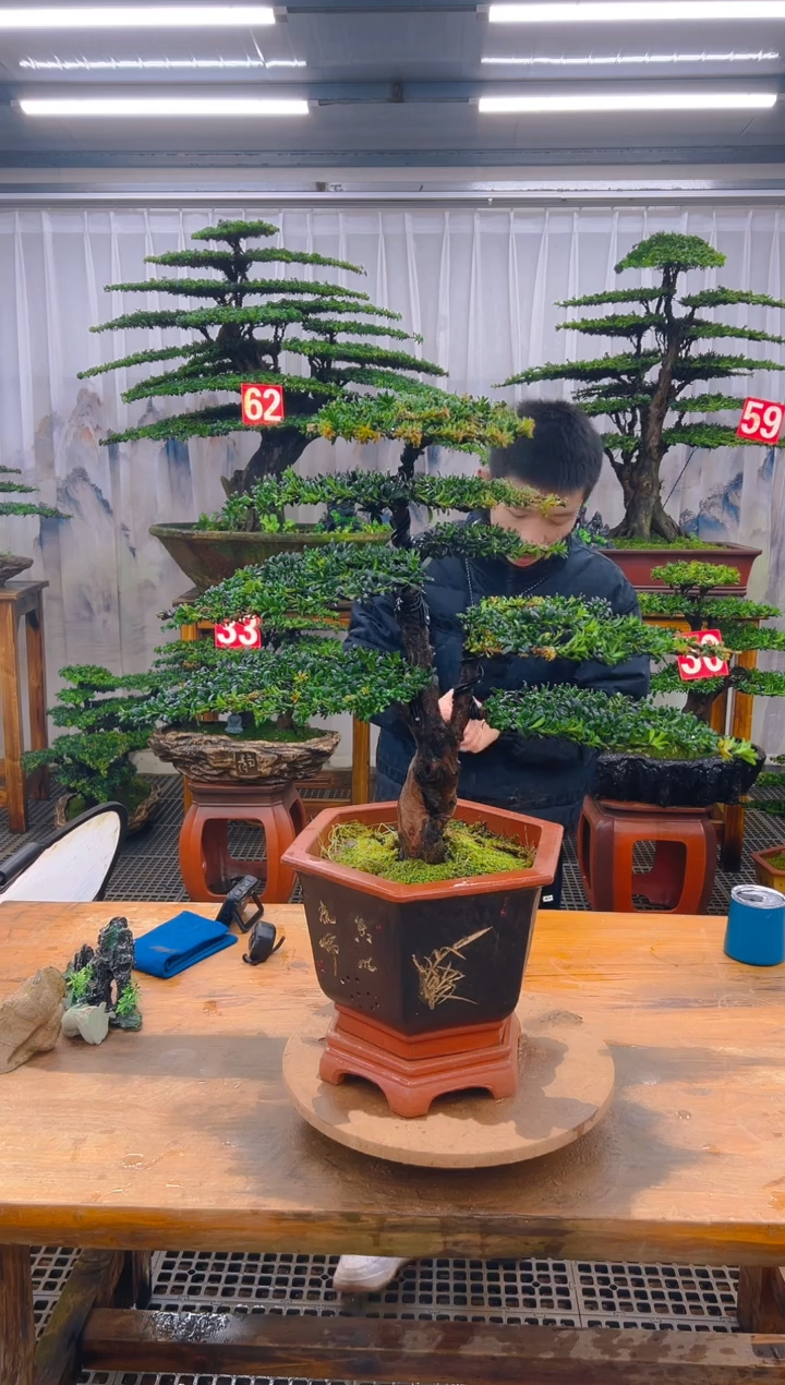 无花朵精品盆景直播间一物一拍
