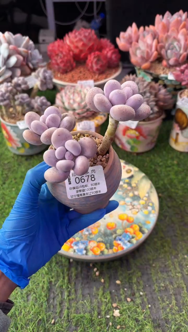 昆明印象多肉0678