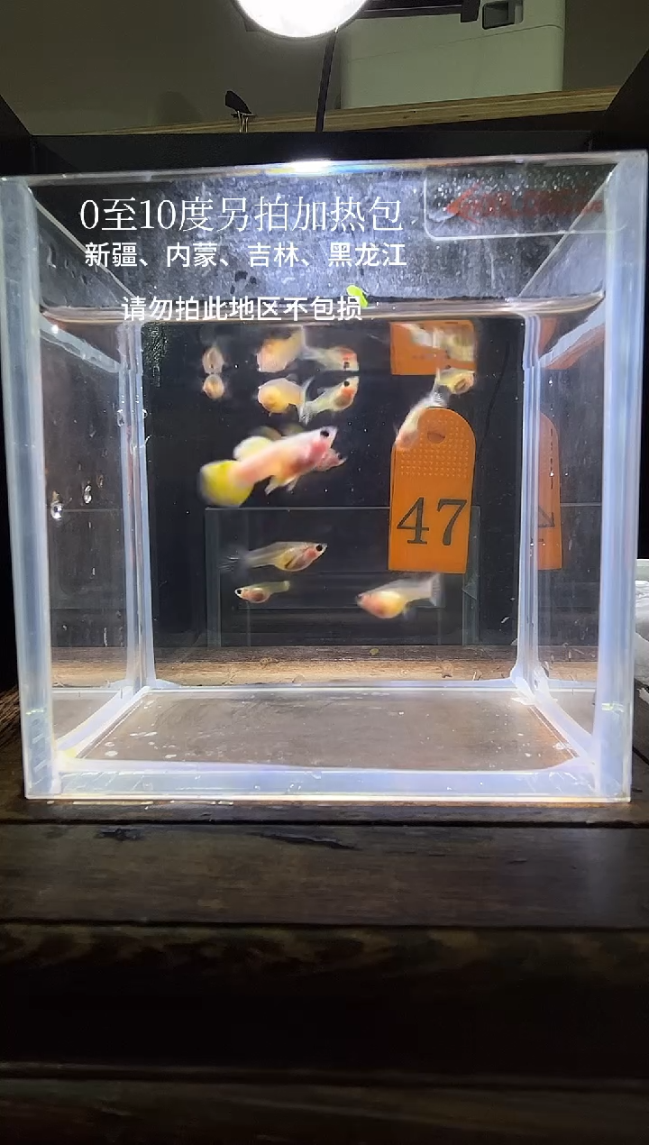 孔雀鱼粉猫短体孔雀鱼47