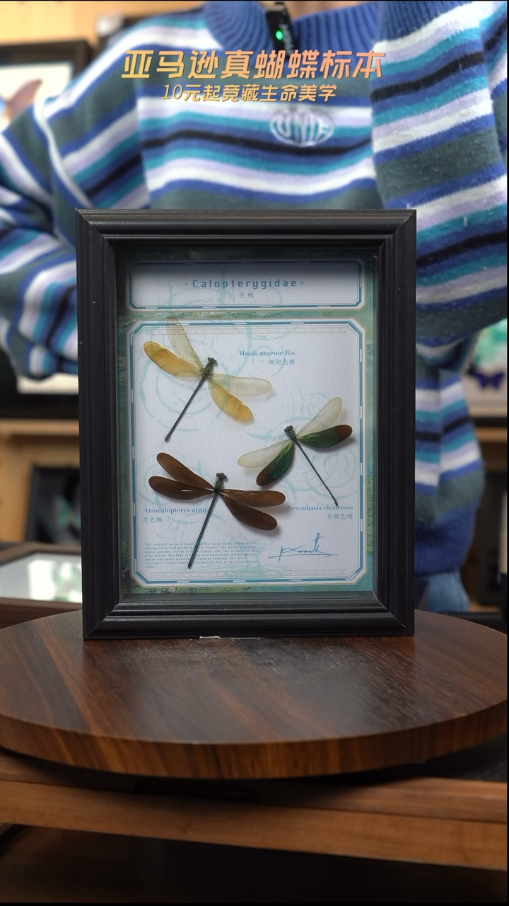 三色蟌标本8寸黑框