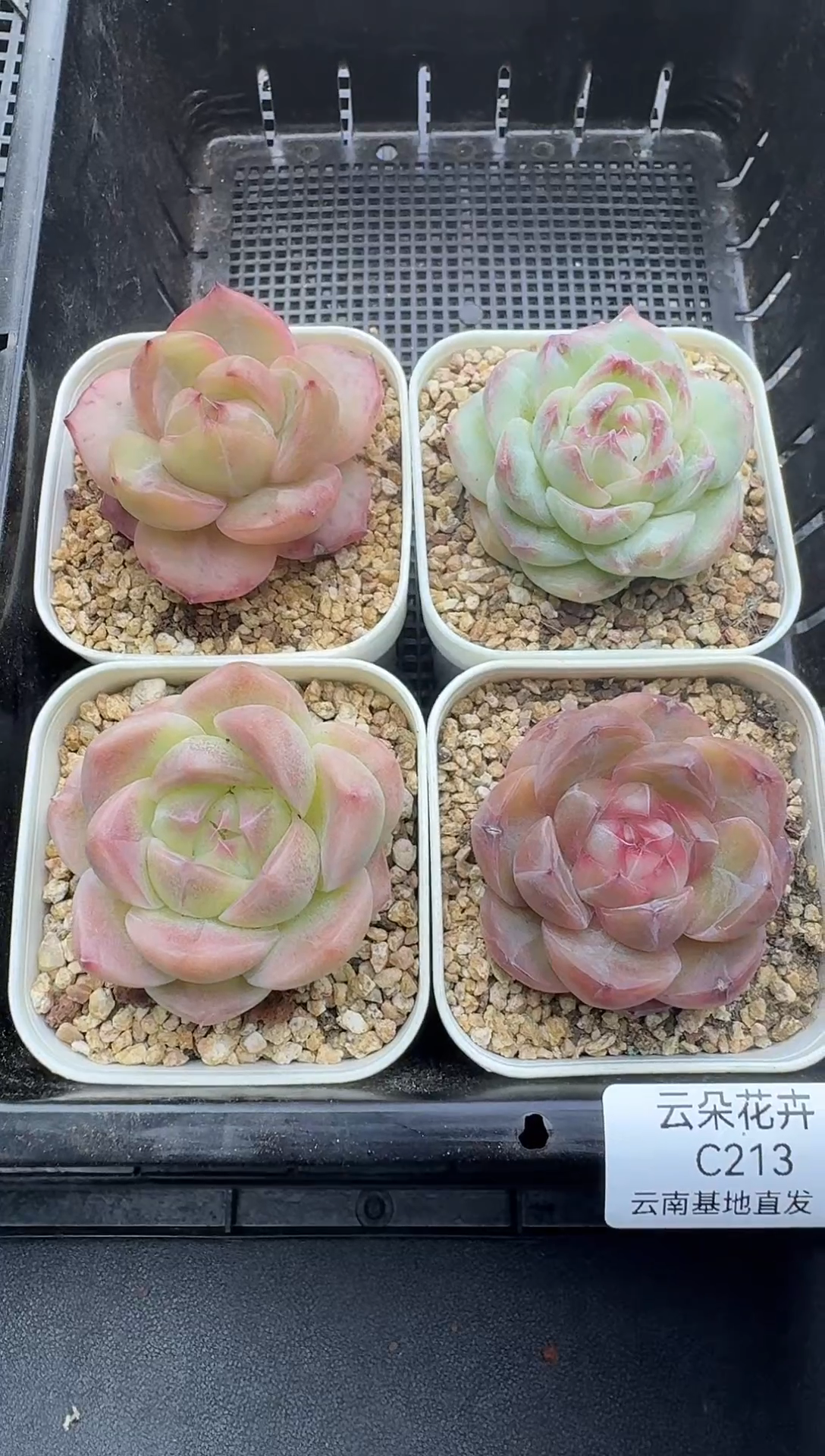 珍妮杂交多肉C213