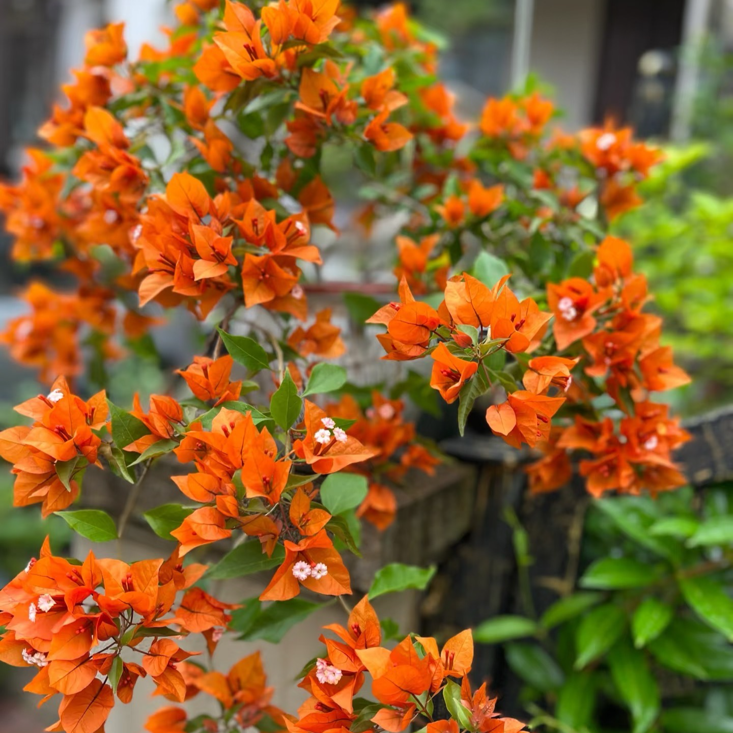 【桑巴系列】1加仑软枝条垂钓款带盆土三角梅