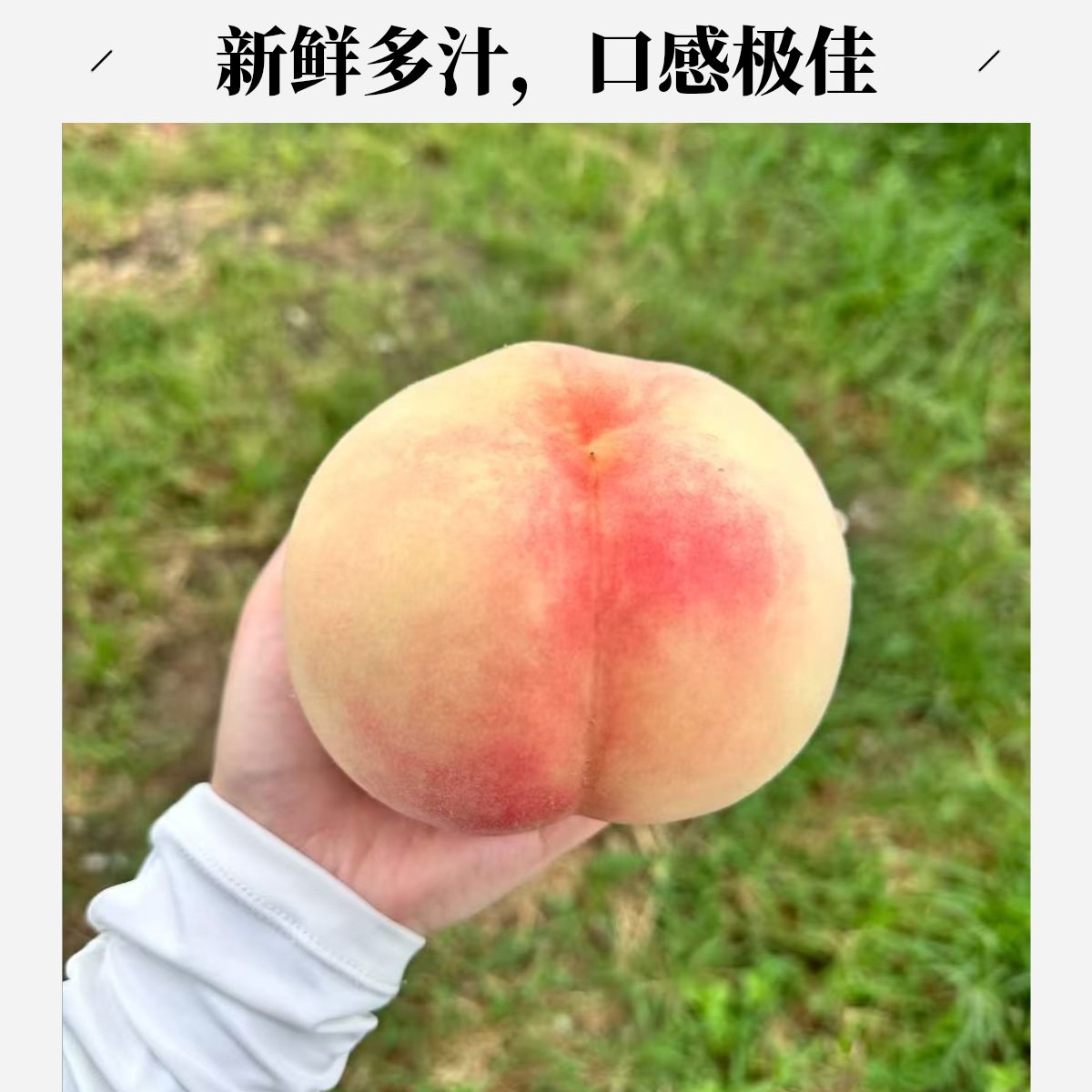 顺丰巨大无锡水蜜桃现货直发5-6两巨大果王包甜包水包好吃直发江苏省