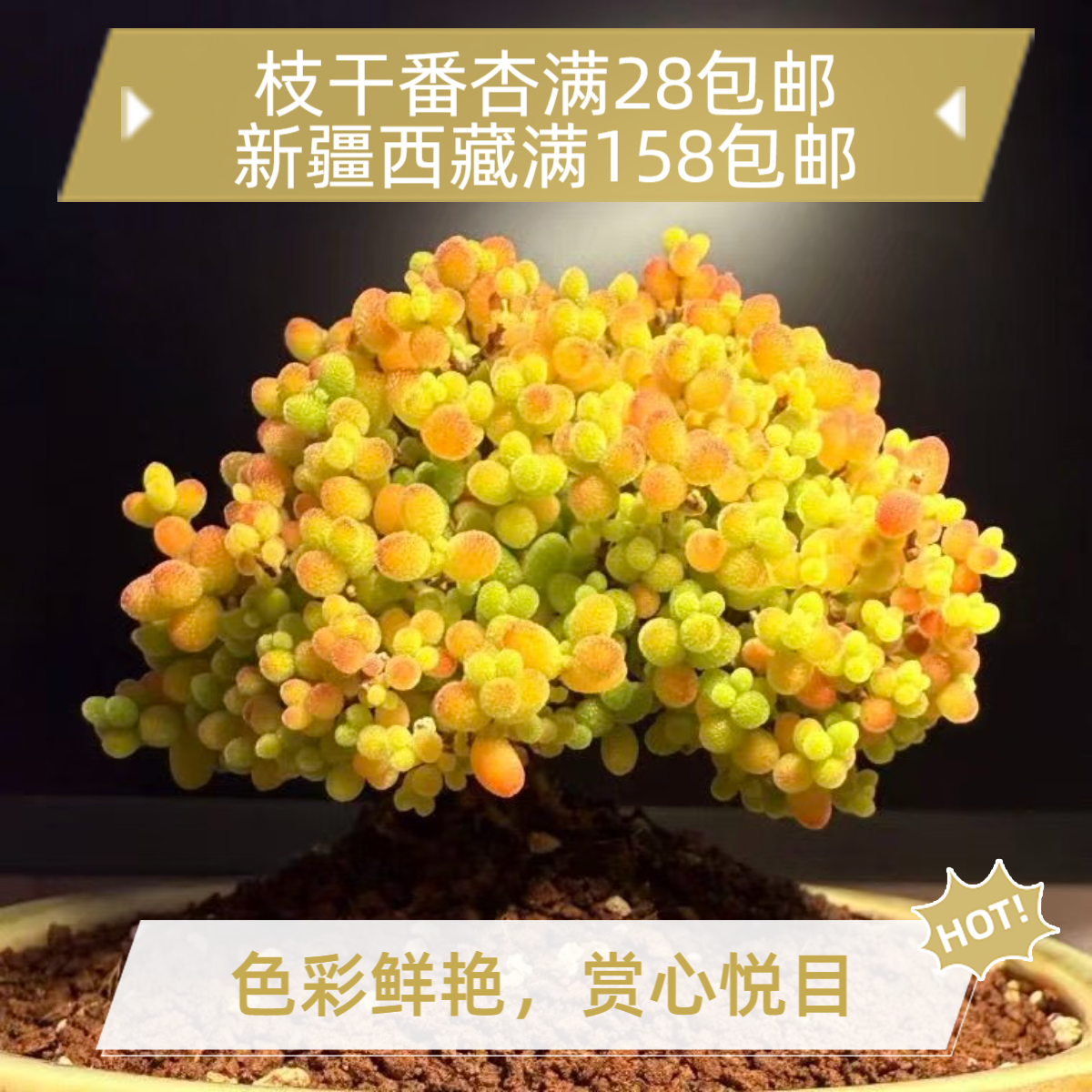 蜜橘糖球枝干番杏冰晶多肉植物好养的高端精品绿植盆栽