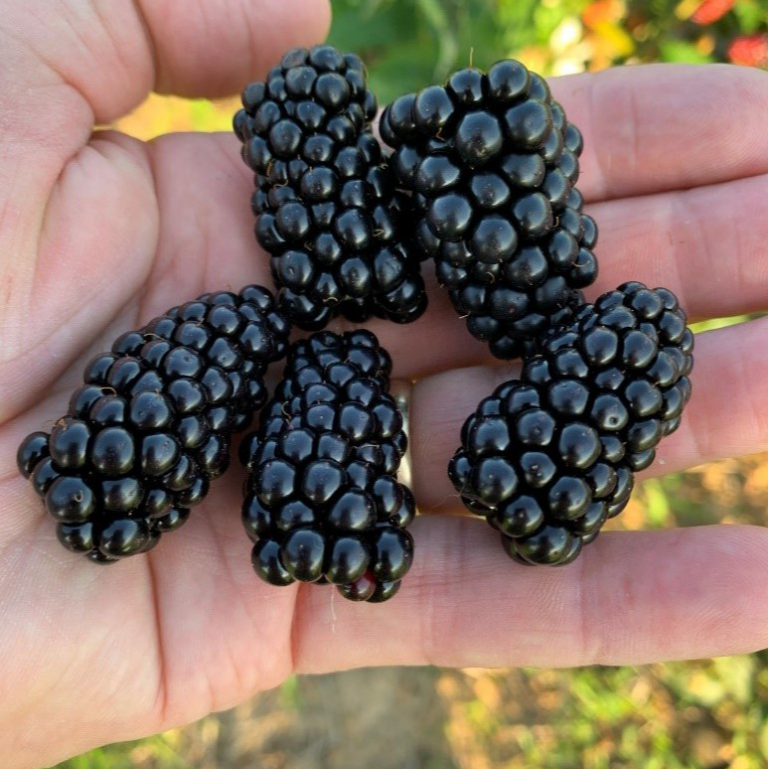 【妙妙】黑莓树莓覆盆子一物一拍不包活