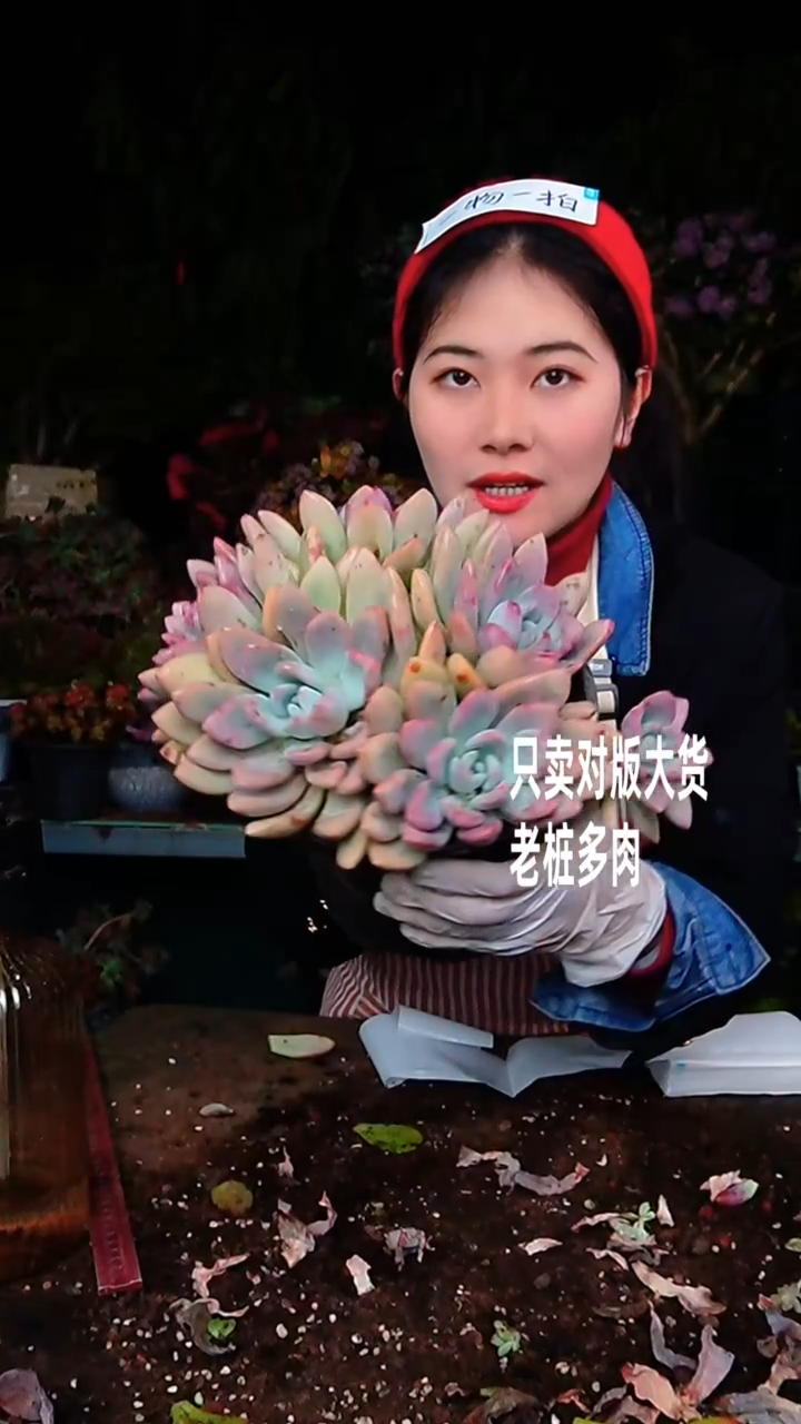 【闪购商品】奥普琳娜7号