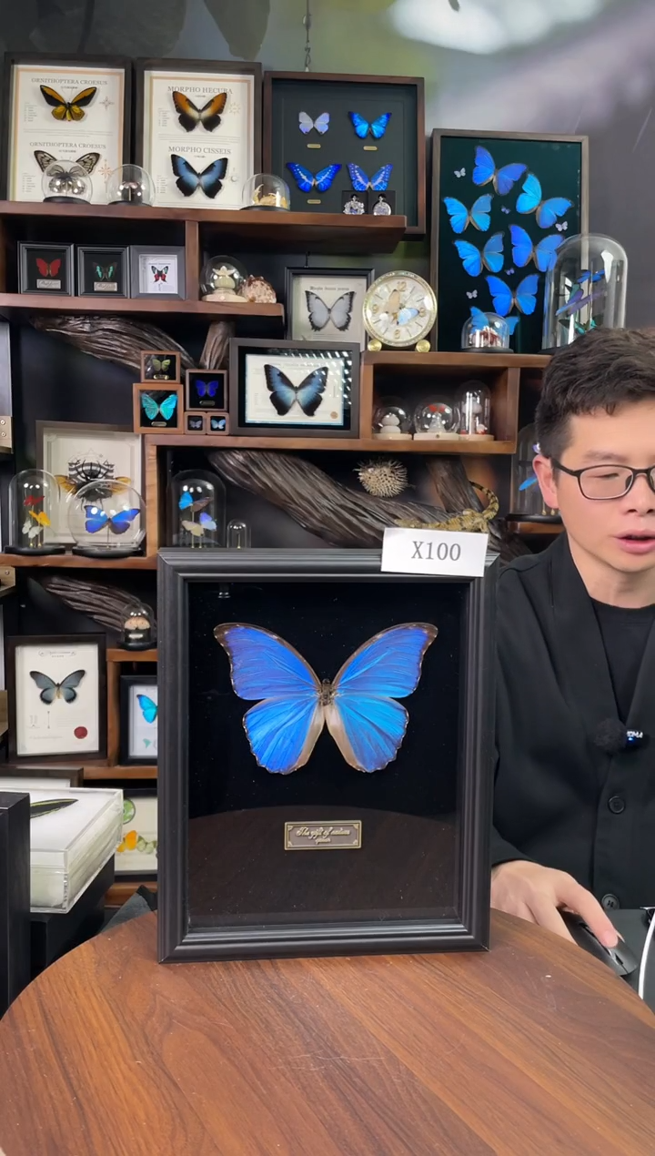 大蓝闪蝶-黑绒底版【10寸欧式框】X100瑕丝