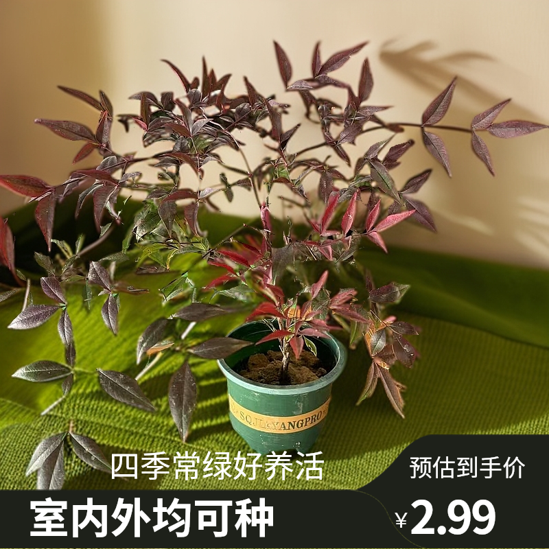 南天竹盆栽四季不落叶庭院阳台绿植变色花卉好养耐寒