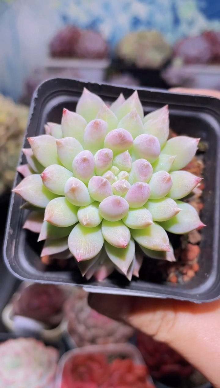 【闪购商品】184奶糖美人