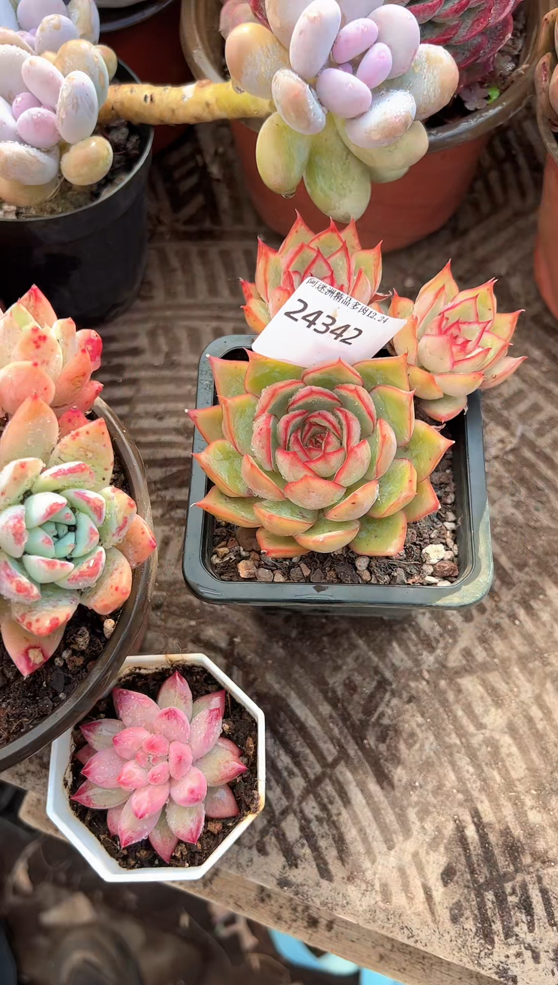 王*多肉植物一物一拍24342