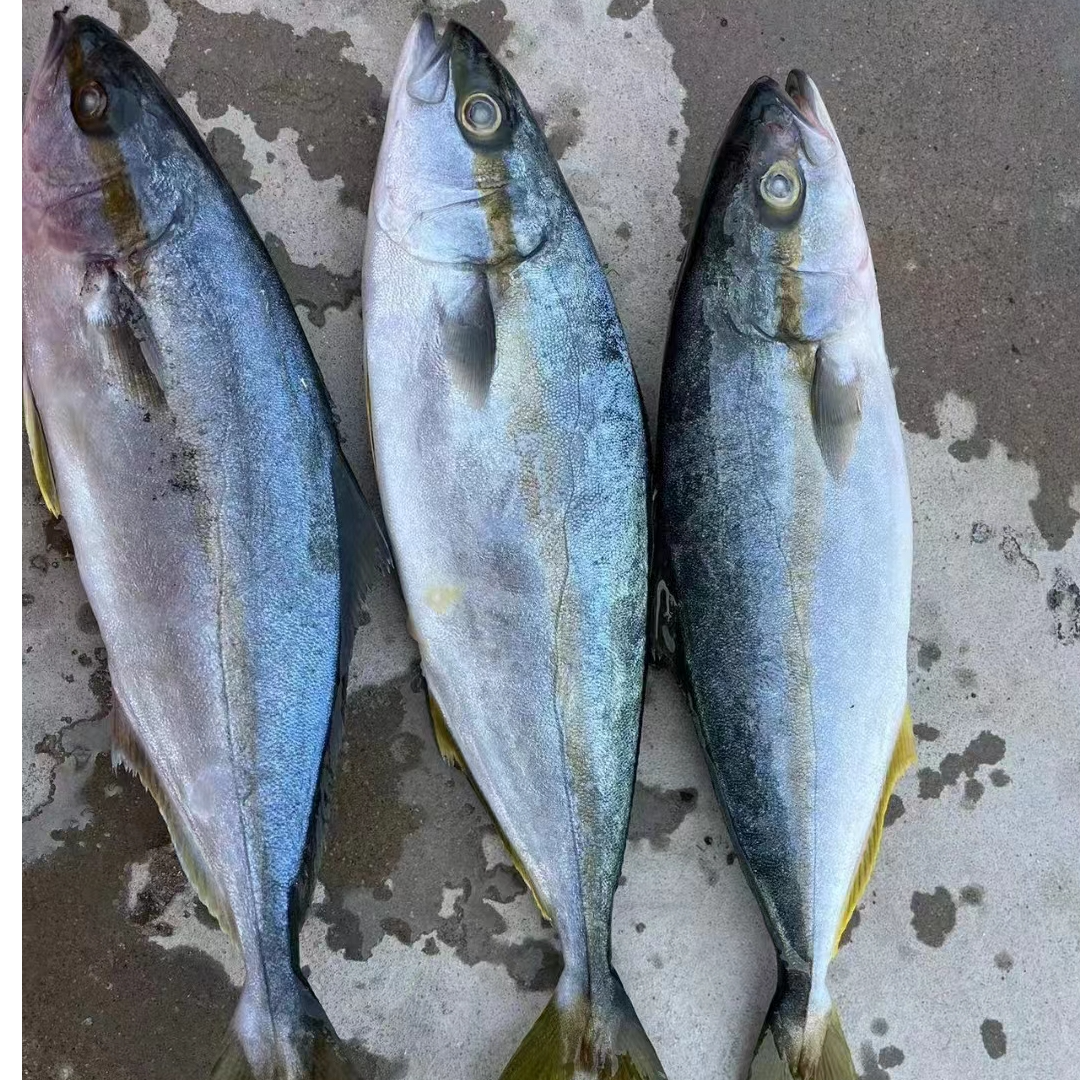 渤海湾野生黄金鲅鱼（4斤-4.2斤）3-5条