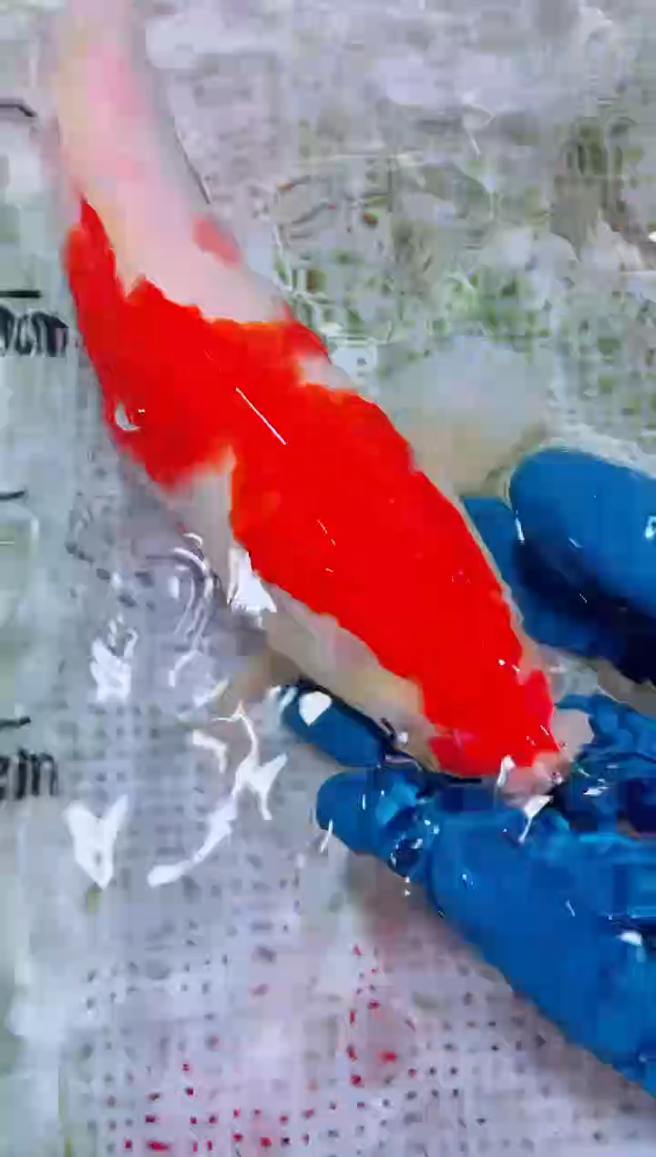 锦鲤血统锦鲤全场包邮102