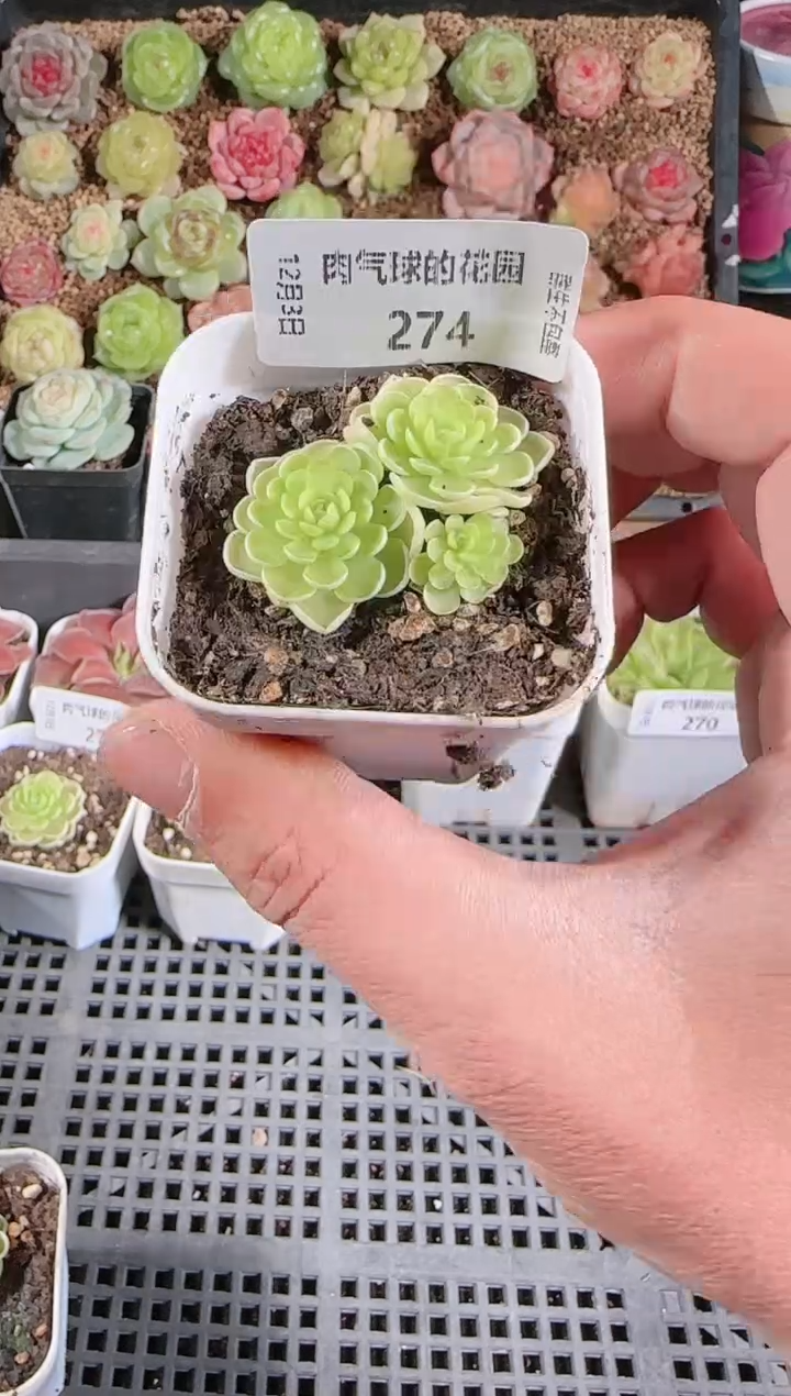 1203-274多肉群生不包整