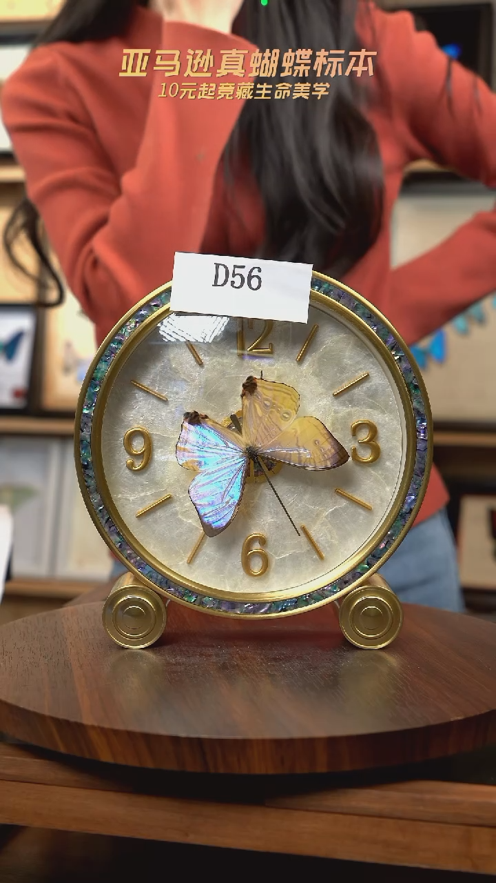 蝴蝶标本摆件竞拍d56