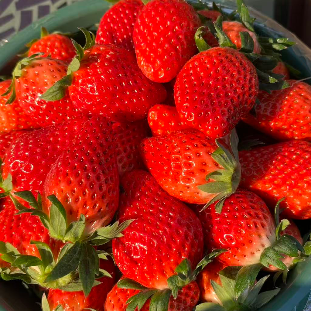 【果小姐】章姬奶油草莓89元一盆3斤