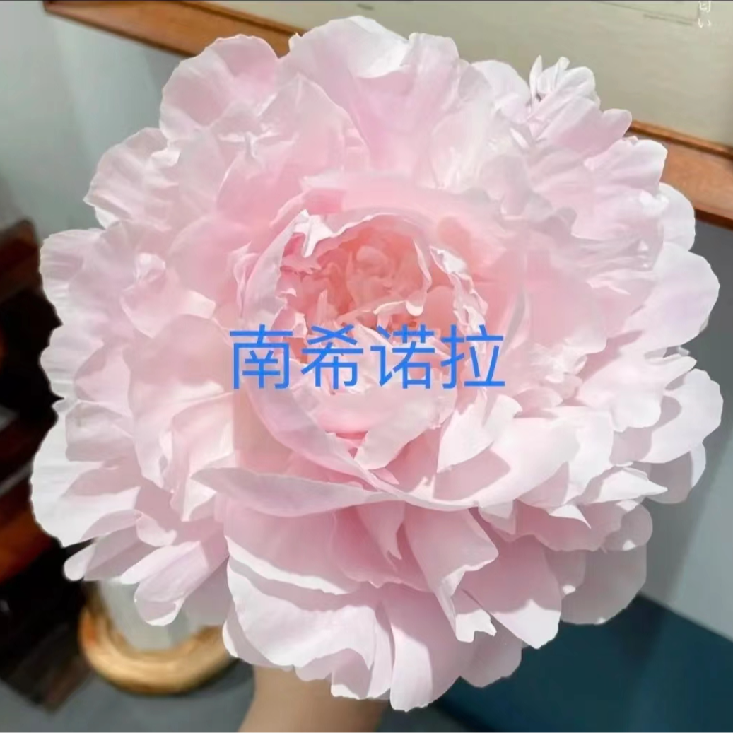 【南希诺拉】芍药花苗，耐寒耐旱。送肥料。
