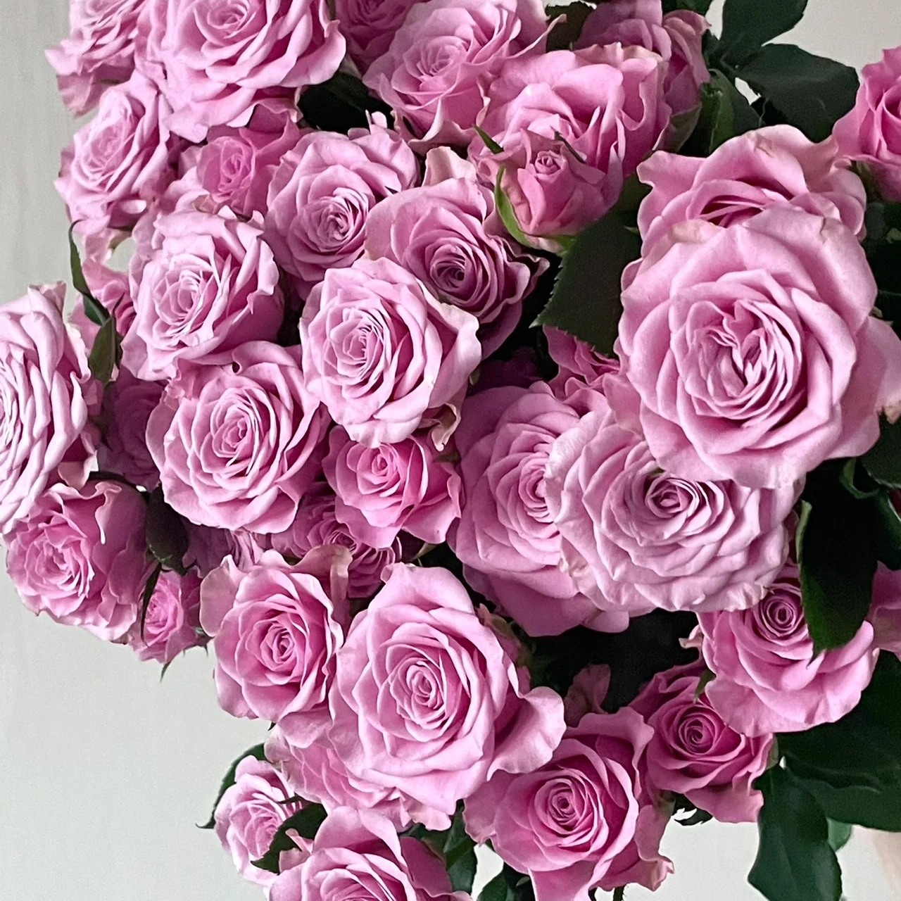 【月亮花圃】多头（诺拉）玫瑰  1单普通快递，2单以上顺丰冷链