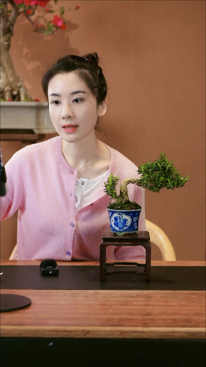 【闪购商品】盆景黄杨