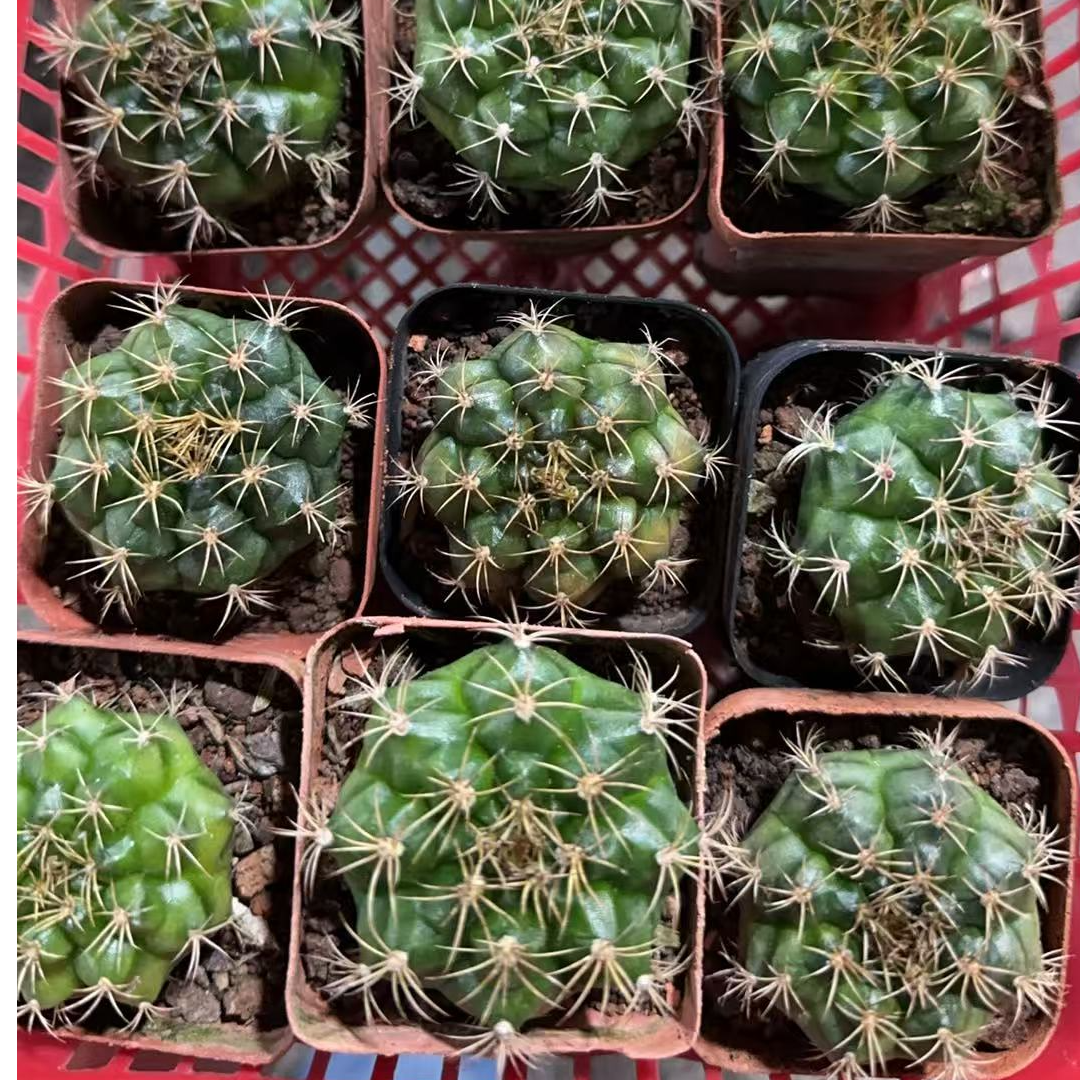 满十八元包邮【三颗丽蛇牡丹】