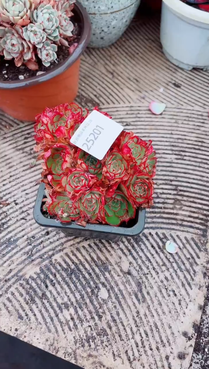 阿*瑞跃跃精品多肉25201