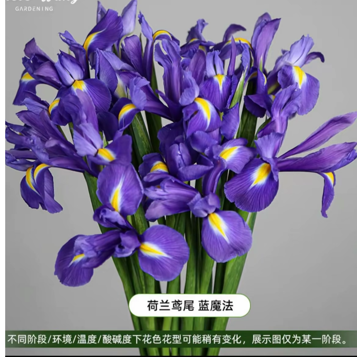 荷兰鸢尾 球根鸢尾种球 9°球