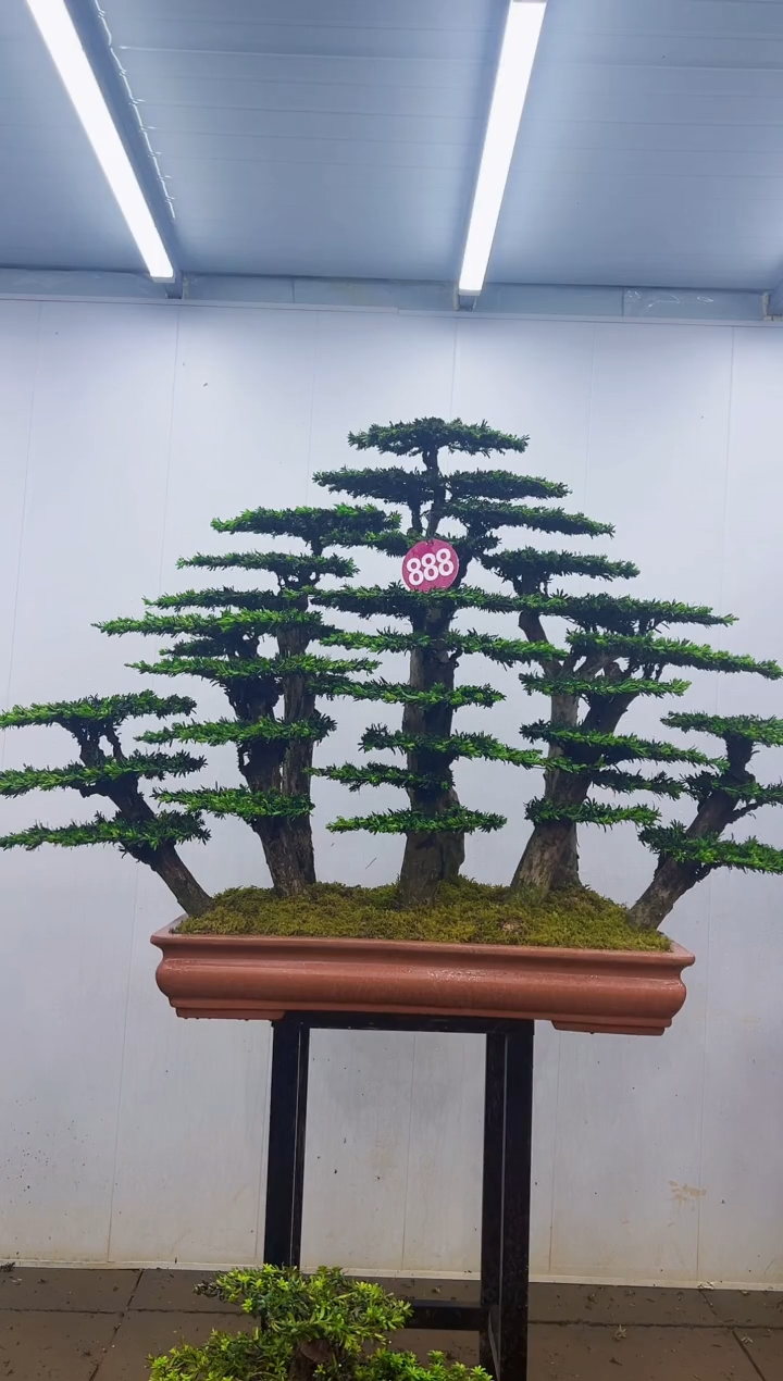 无花朵一物一拍，所见即所得