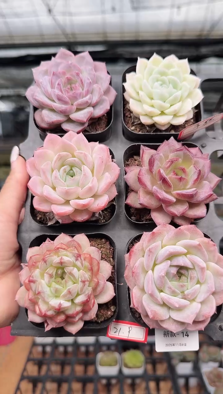 东云多肉园新款-14