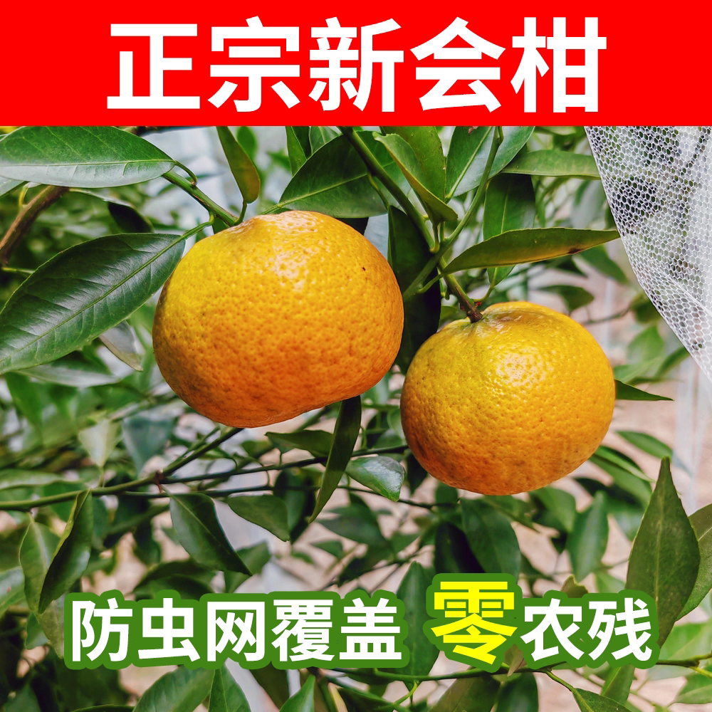 【正宗新会柑】茶枝柑陈皮柑新会柑青柑二红大红鲜果陈皮圈枝柑橘