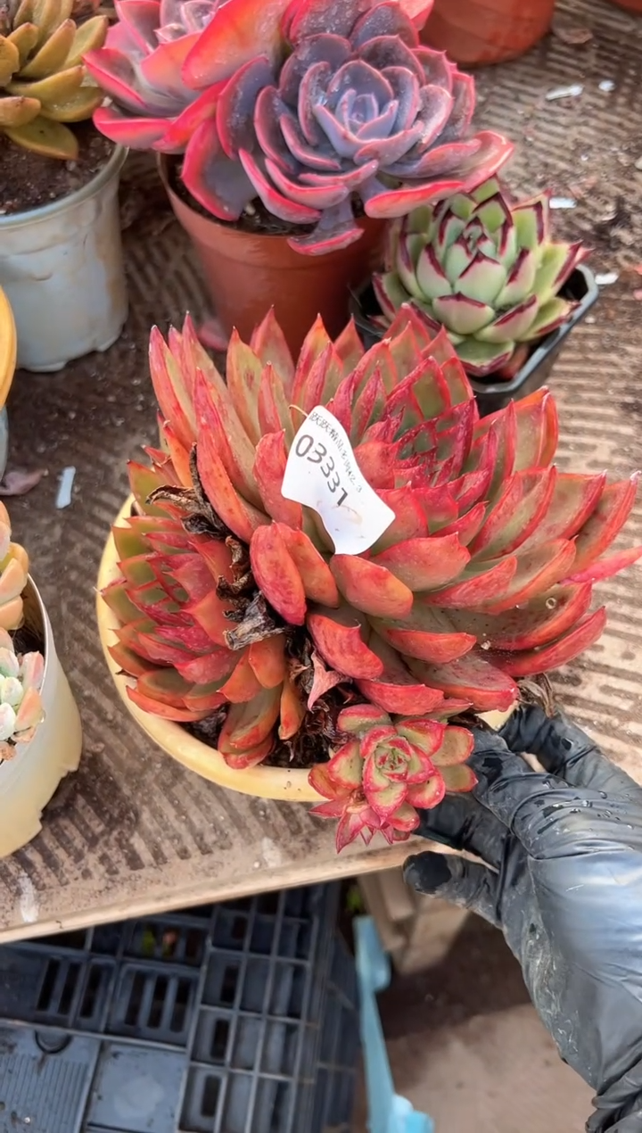 小*白多肉植物一物一拍03331