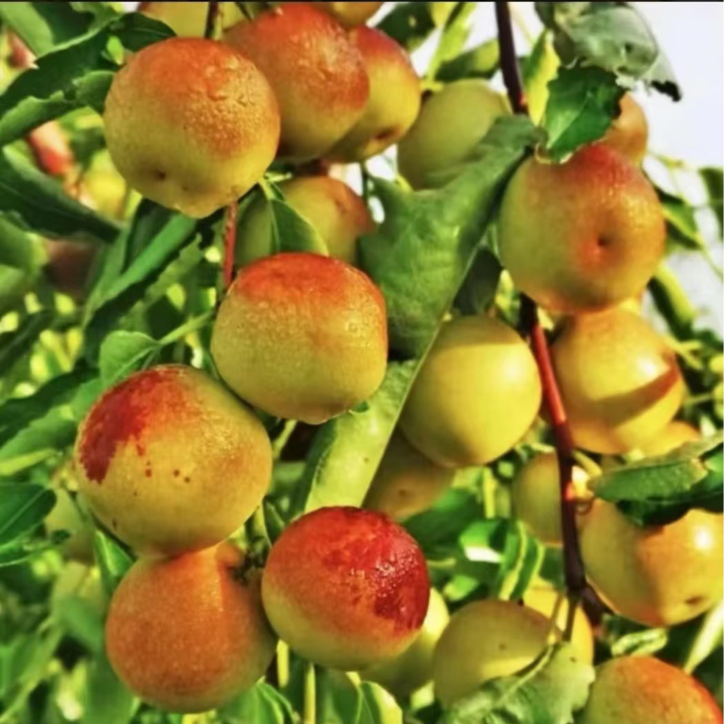 【正宗冰糖冬枣苗】 脆甜无渣南方北方种植庭院枣树果树苗商品图