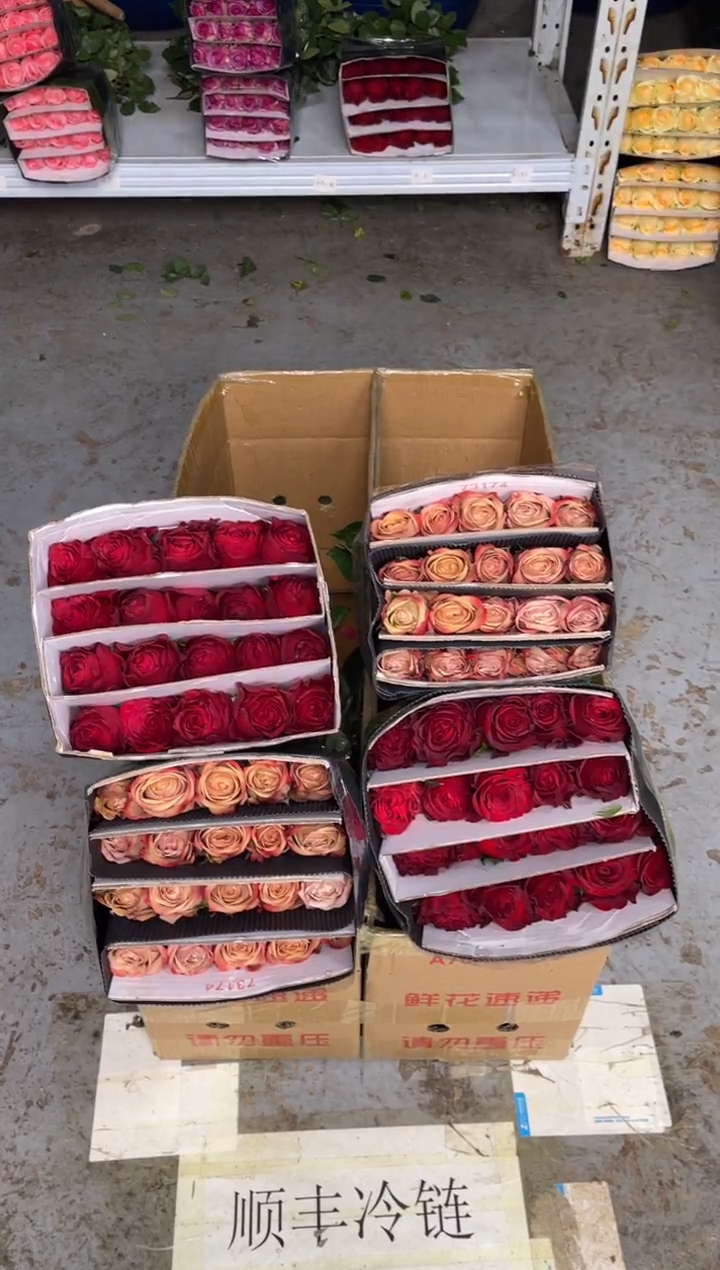 高原红20枝+卡布20枝