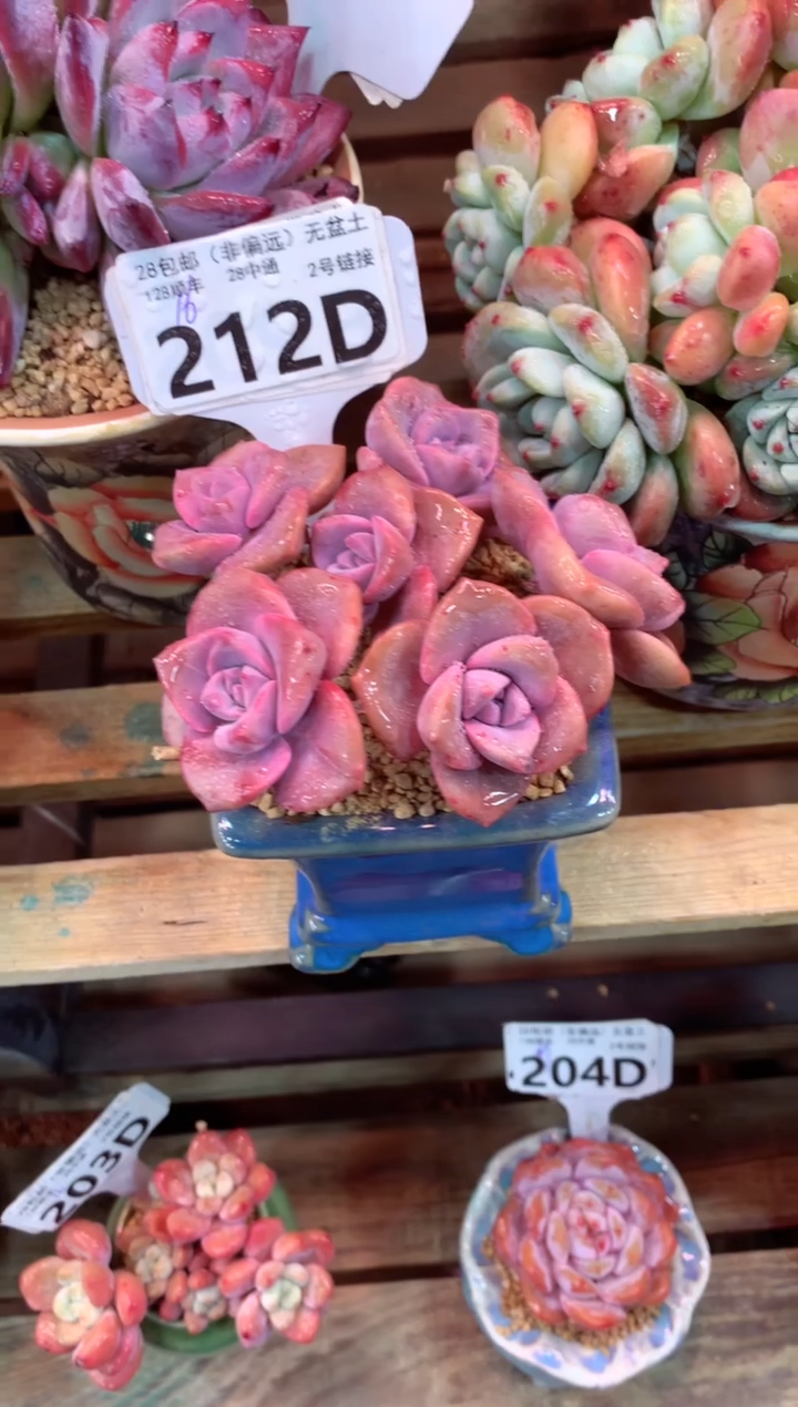 212D（一物一拍，精品多肉，w所见即所得 ）