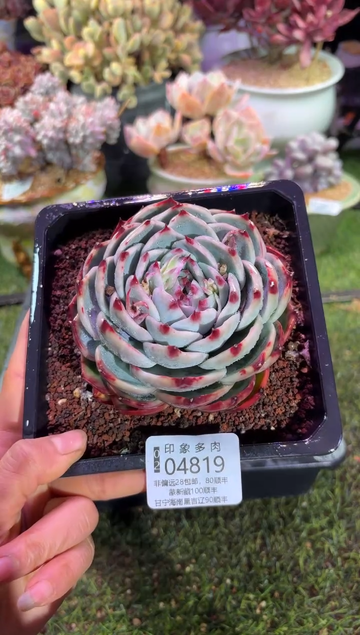 【闪购商品】04819