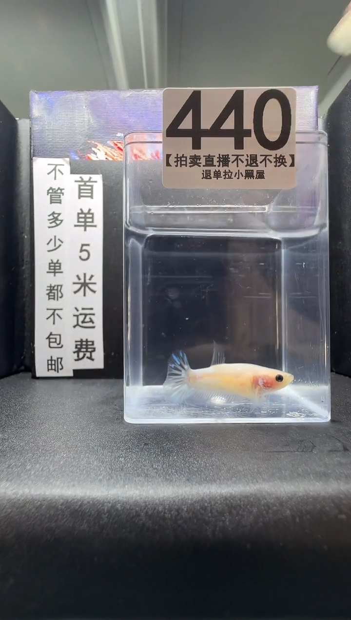 斗鱼母鱼编号：440