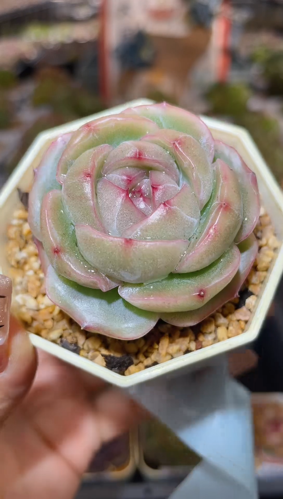 【闪购商品】221珍妮多肉