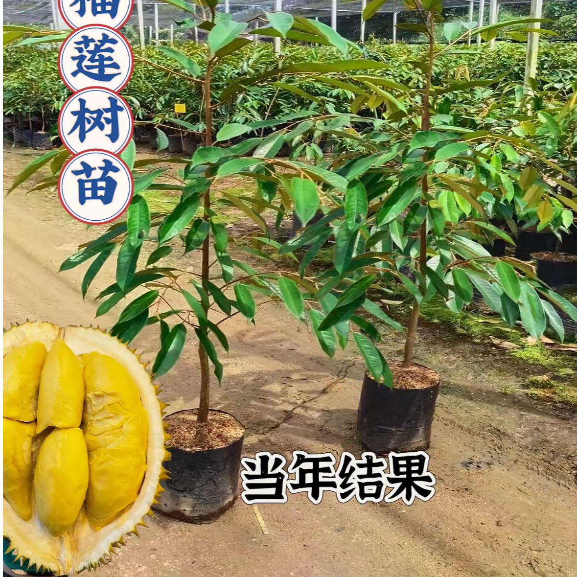 嫁接留莲树苗南北方可种植