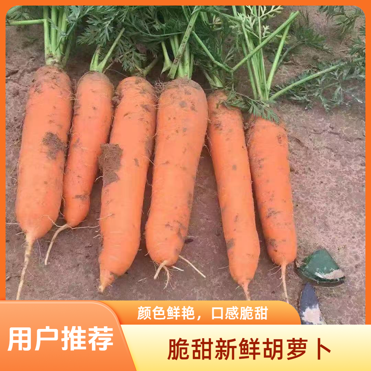 【猴瘦瘦农场】大胡萝卜五斤