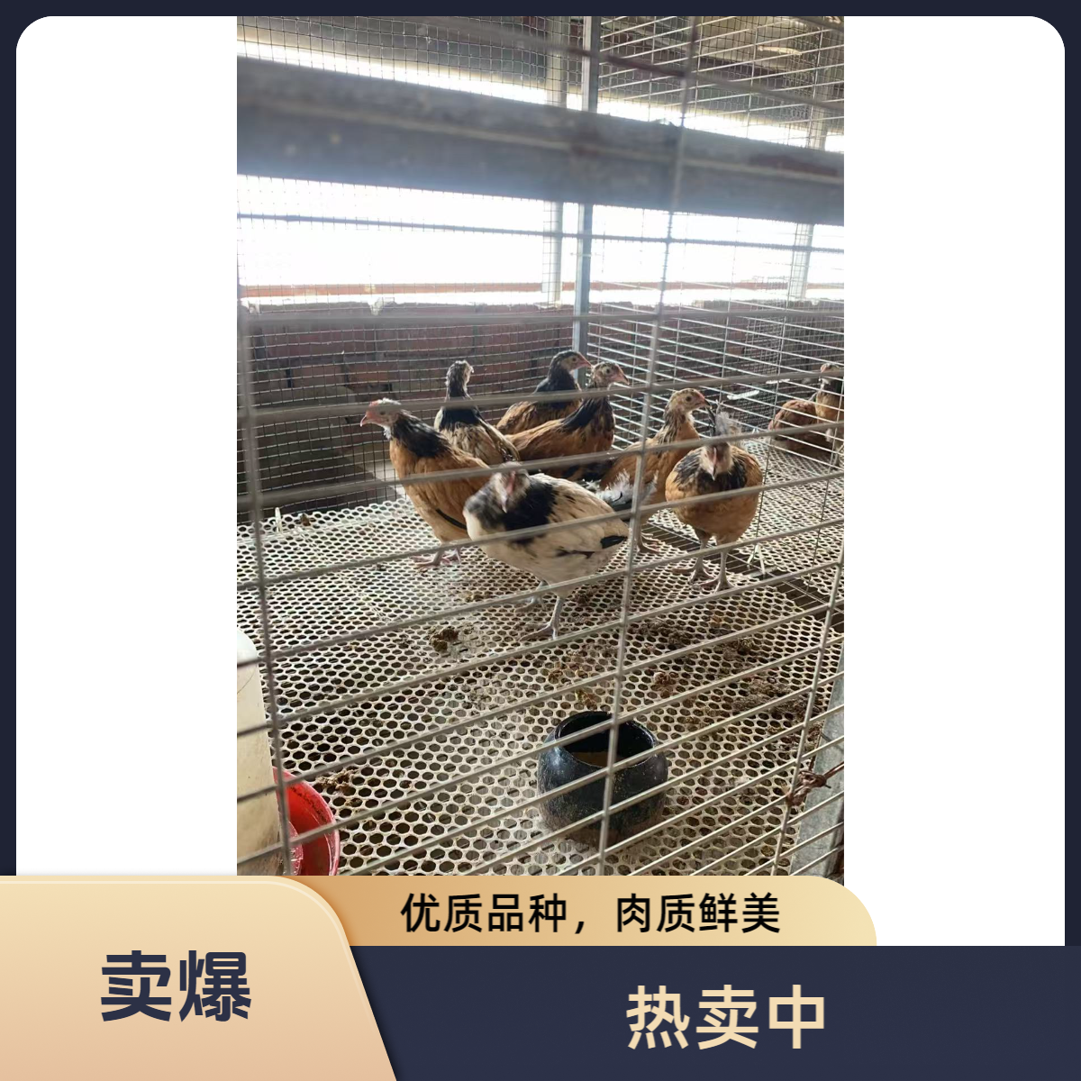 两头乌红乌一公三母