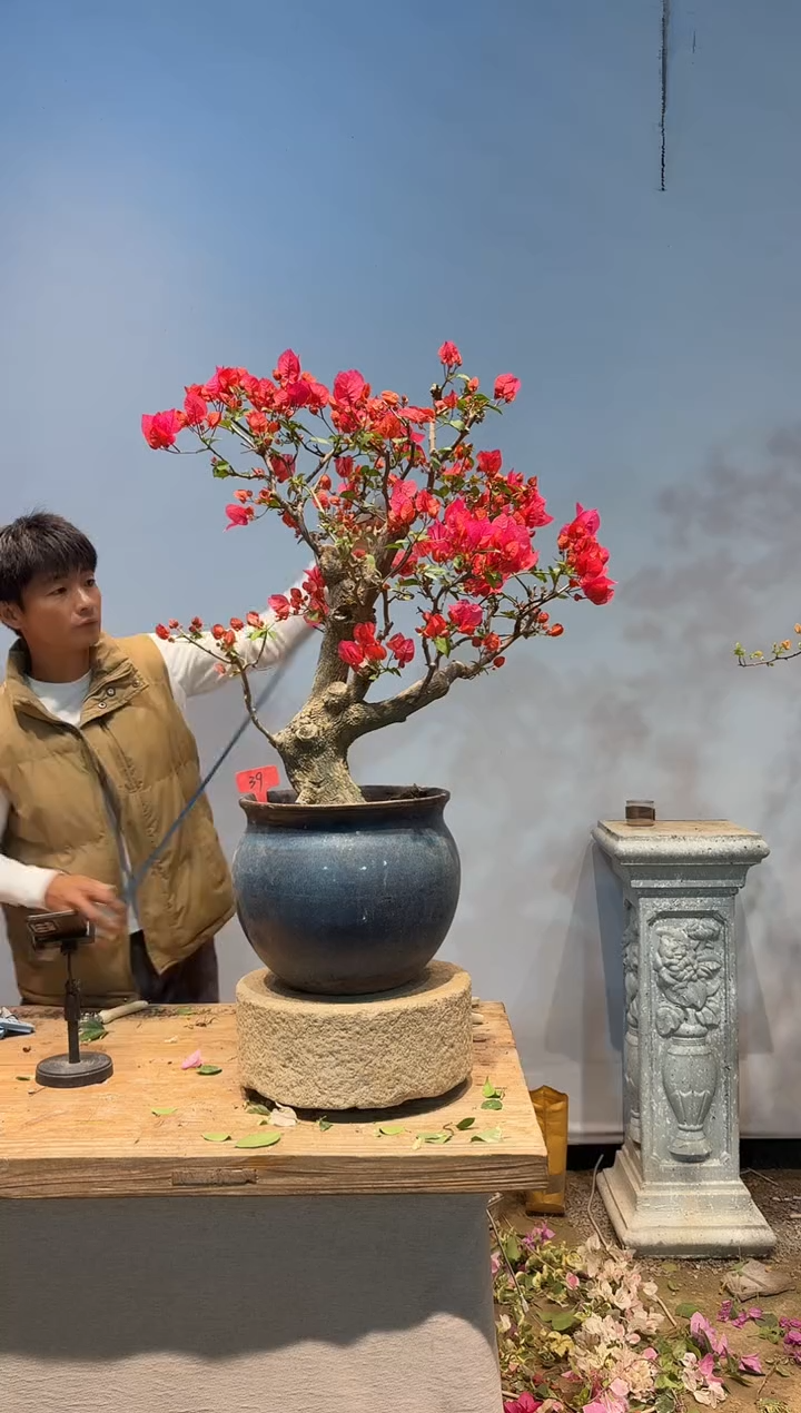 全部花朵杠**女三角梅39