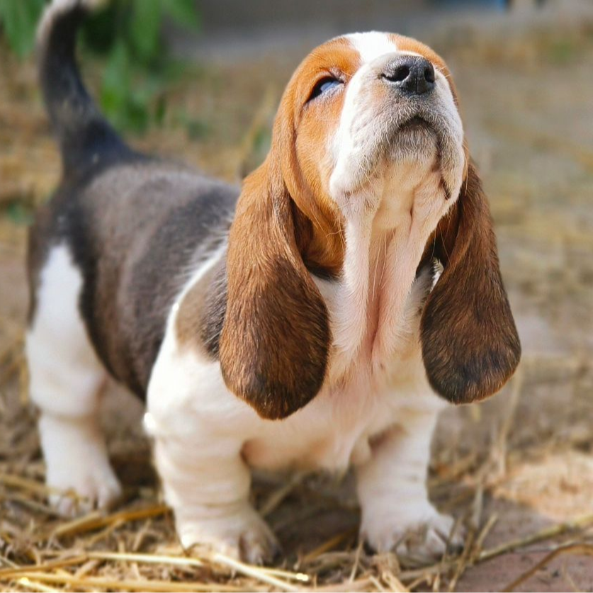 可爱的比格犬法国巴吉度犬雪纳瑞恶霸幼犬大耳朵狗活体狗狗小狗