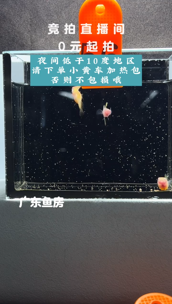 孔雀鱼粉红琉璃白子三只编号54