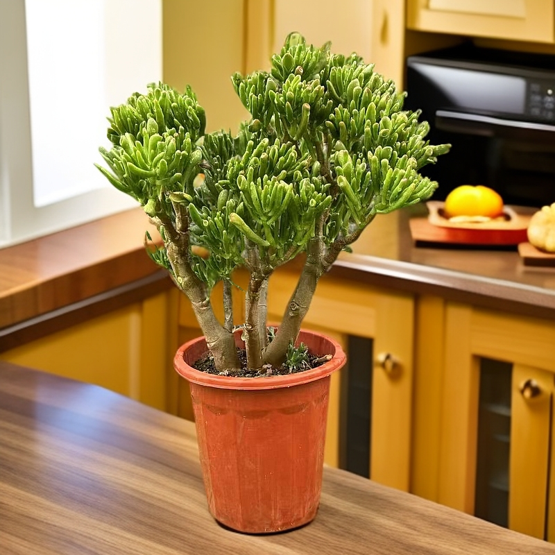 6年老桩吸财树 多肉植物 新手必备 老手必养 品牌直径