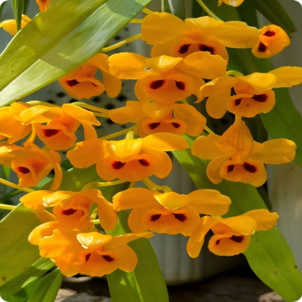 玉溪祥馨/束花石斛石斛兰盆栽/花卉绿植/老杆复花/可食用基地直发