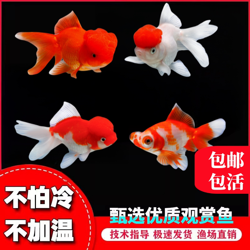 新手入门金鱼｜冷水金鱼活体耐养｜兰寿金鱼苗｜免加热抗病强｜生态缸