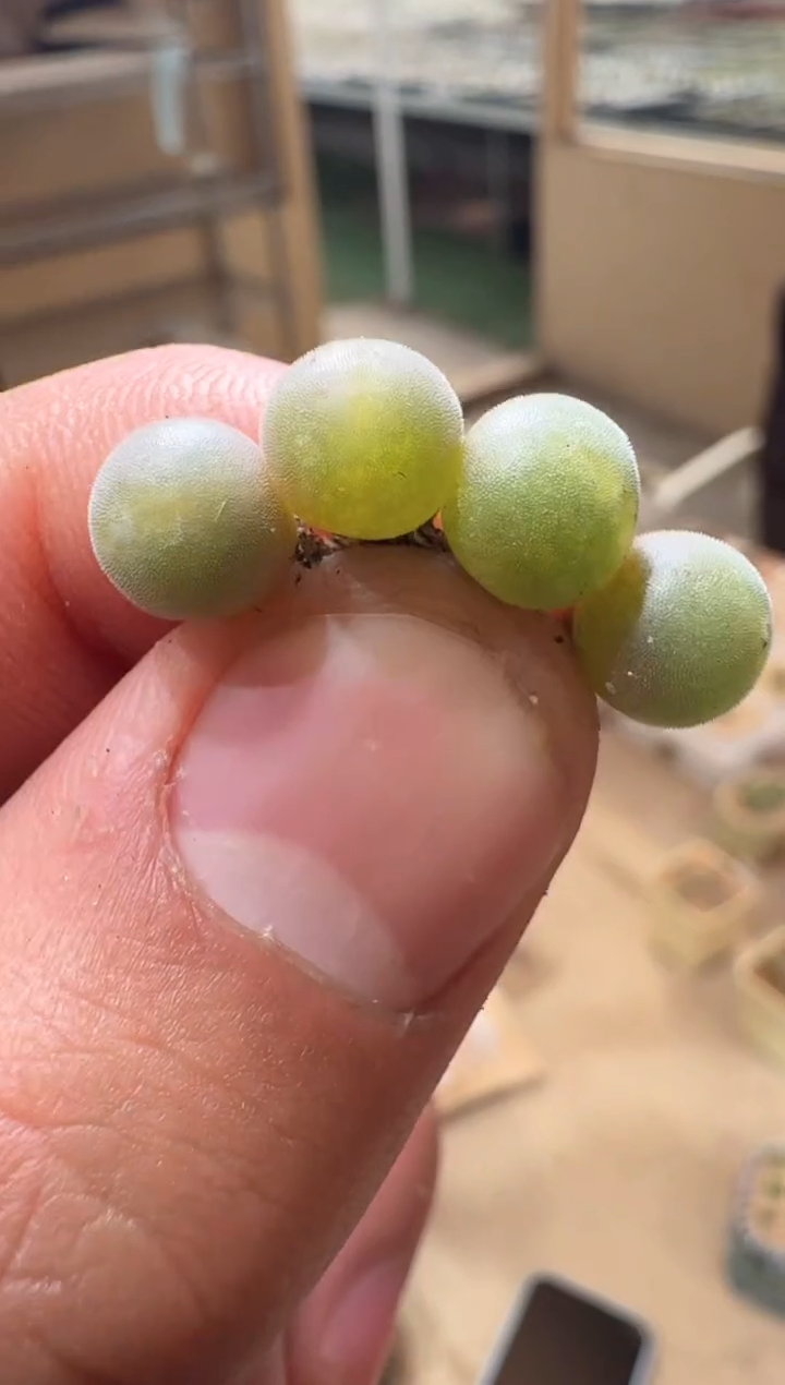 33多肉植物肉锥空蝉一颗