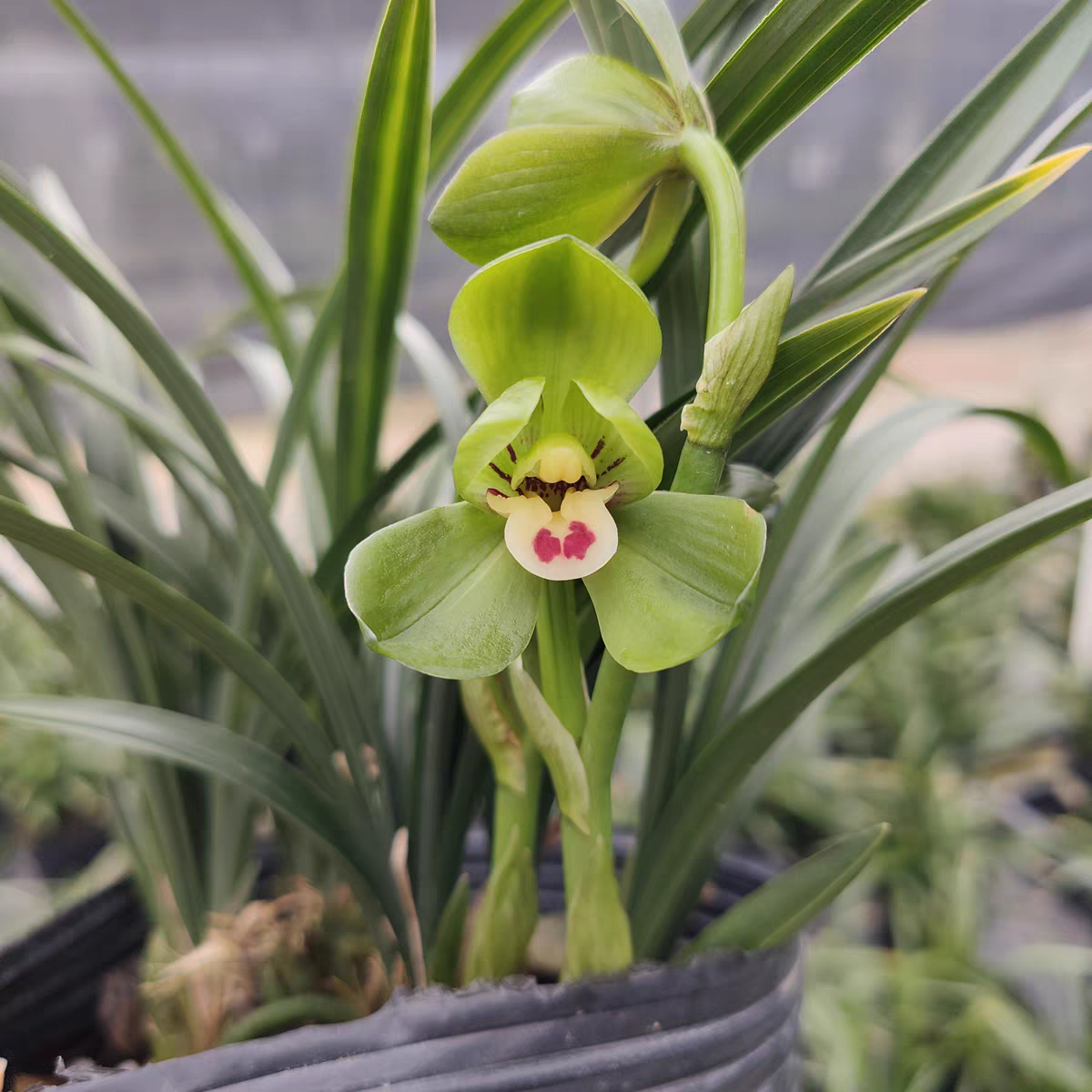 兰花苗春兰铭品{环球荷鼎}荷瓣花浓香花卉绿植带盆种好