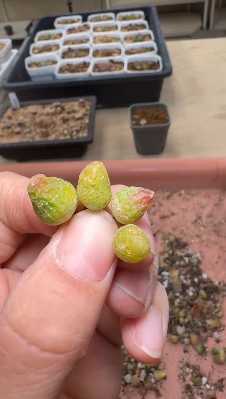 美丽的肉石头19-1006