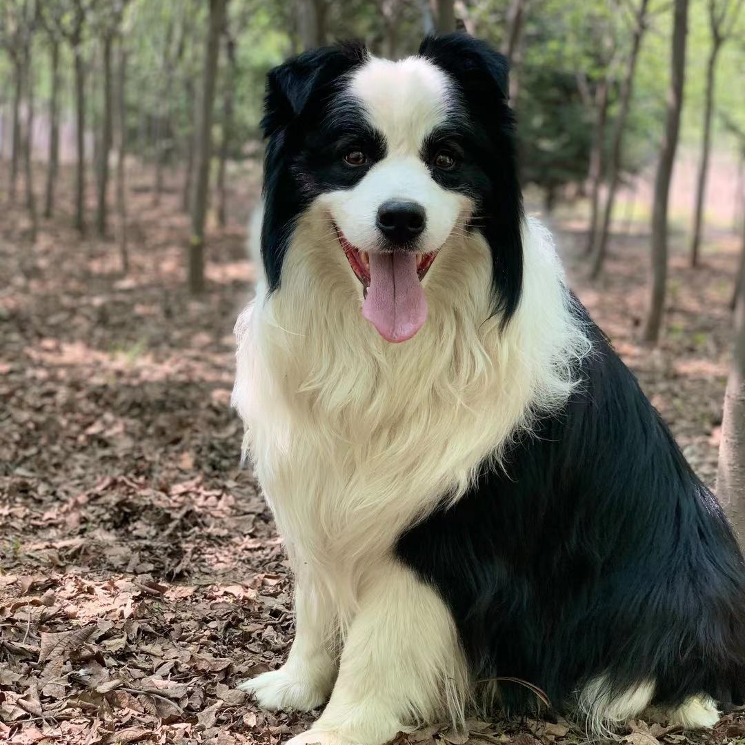 活体边牧送货上门小狗，双血统边牧宠物狗狗