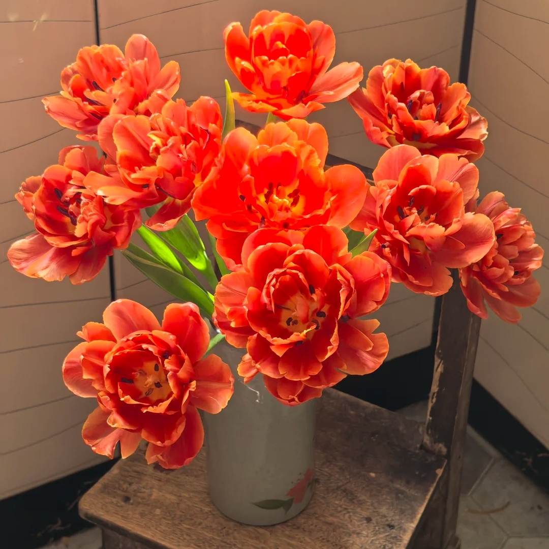 【静静甄选】郁金香-香橙挞 任意2单鲜花包邮 发货后不支持退款