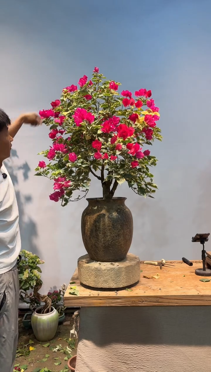 全部花朵文*米三角梅55